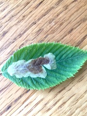 Cameraria ostryarella