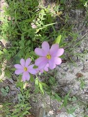 Sabatia capitata