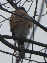 Accipiter striatus