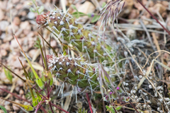 Opuntia polyacantha polyacantha