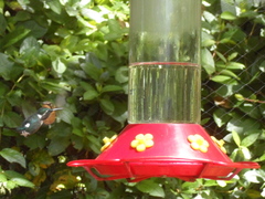 Chaetocercus heliodor