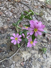 Sabatia capitata
