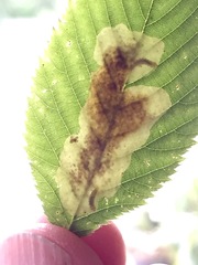 Cameraria ostryarella