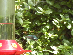 Chaetocercus heliodor