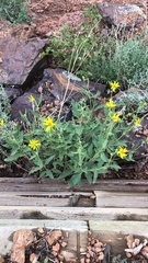Arnica fulgens