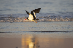 Haematopus palliatus