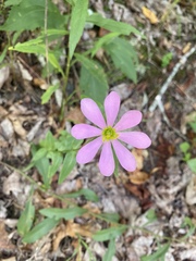 Sabatia capitata