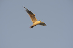 Leucophaeus pipixcan