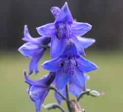 Delphinium andesicola