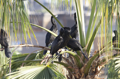 Nannopterum brasilianum