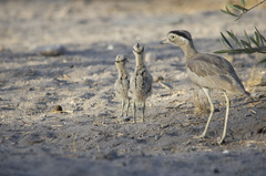 Burhinus superciliaris