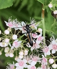 Strangalepta abbreviata