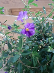 Lycianthes rantonnetii