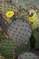 Opuntia azurea × rufida