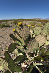 Opuntia azurea × rufida