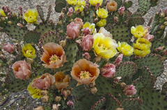 Opuntia azurea × rufida