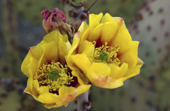 Opuntia azurea × rufida
