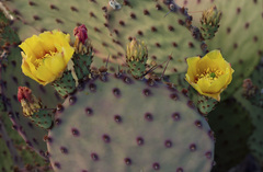 Opuntia azurea × rufida