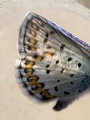 Plebejus melissa
