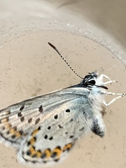 Plebejus melissa