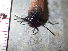 Dicosmoecus