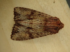 Apamea antennata