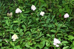 Spiraea × pyramidata
