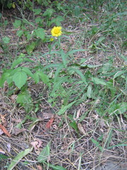 Pentanema britannica