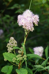 Spiraea × pyramidata