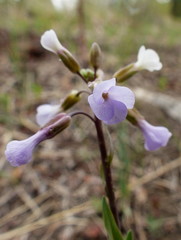 Boechera retrofracta