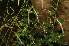 Lolium giganteum