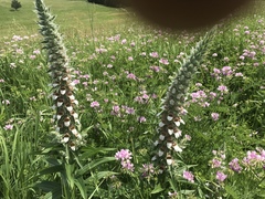 Digitalis lanata