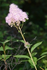 Spiraea × pyramidata