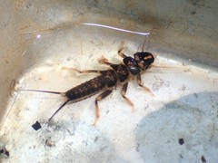 Hesperoperla pacifica