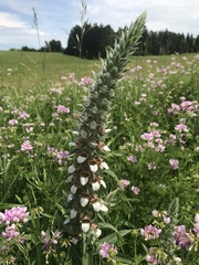 Digitalis lanata