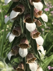 Digitalis lanata