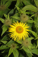 Inula hookeri
