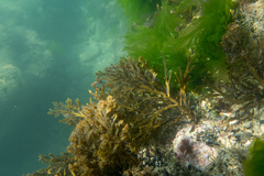 Cystoseira compressa