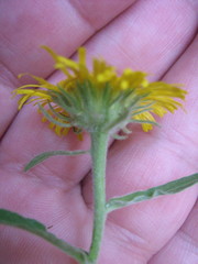 Pentanema britannica