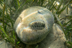 Rhyssoplax olivacea