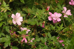 Geranium × oxonianum