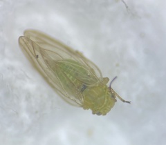 Amorphicola amorphae