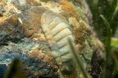 Ischnochiton rissoi
