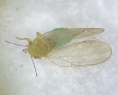 Amorphicola amorphae