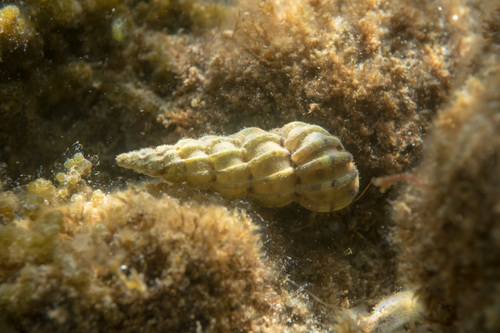 Common Wentletrap