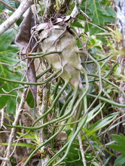 Tillandsia bulbosa