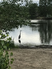 Ardea herodias