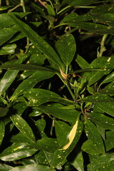 Aucuba japonica
