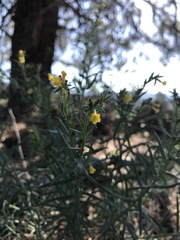 Lithospermum multiflorum