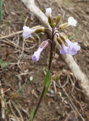 Boechera retrofracta